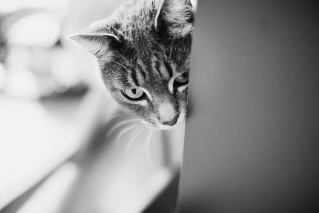 Reportage Famille, photo 16